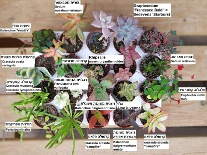 מגוון סוקולנטים למרפסת ולתנאי חוץ עם שמותיהם בעברית, ושם מדעי